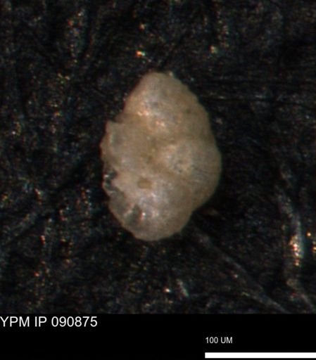 Haplophragmoides uniorbis