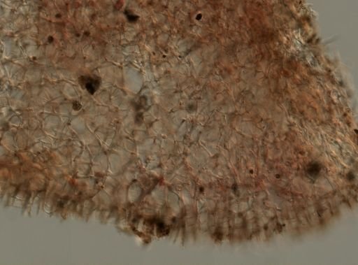 Callyspongia vaginalis