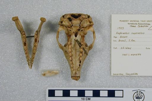 Euphractus sexcinctus