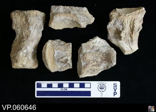 Mosasauridae