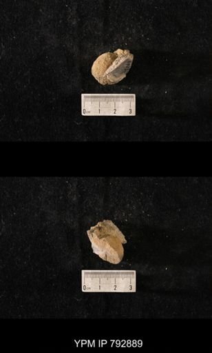Hindia sphaeroidalis