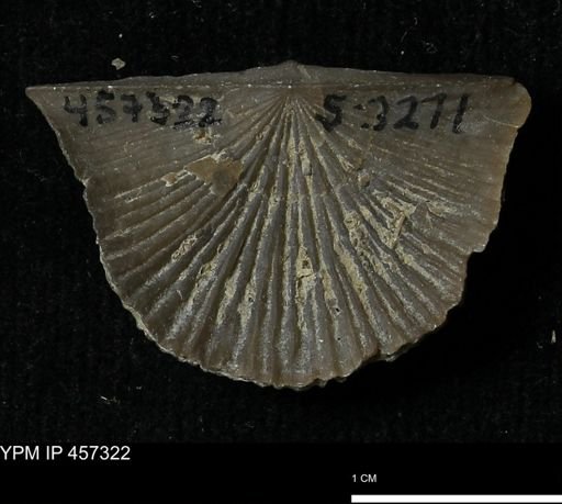 Stropheodonta sp.