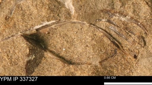 undet. Bivalvia