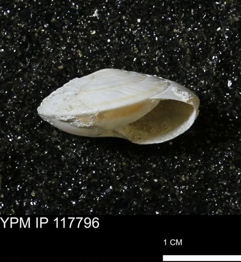 Poecilozonites bermudensis sieglindae
