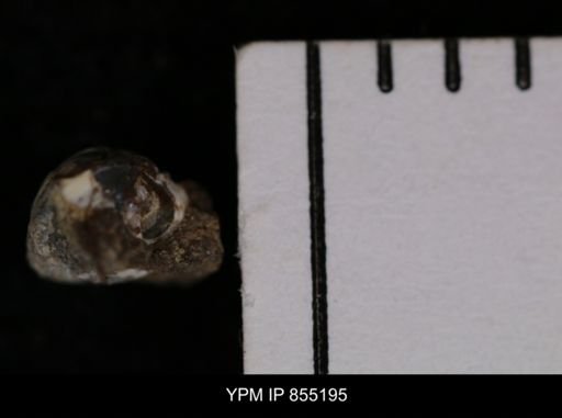 Protocardia subquadrata