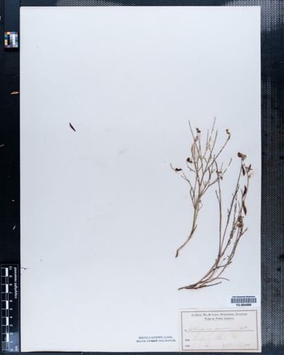Astragalus