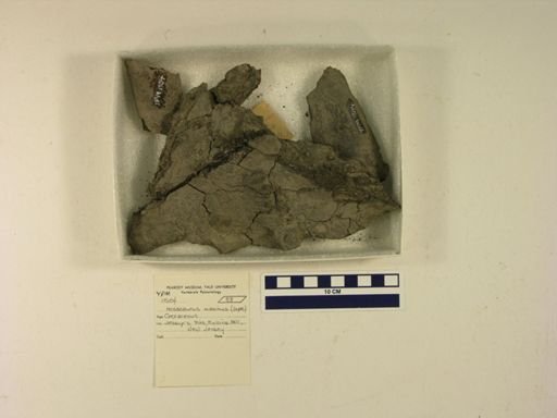 Mosasaurus hoffmannii