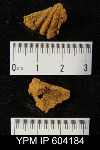 Spirifer cyclopterus
