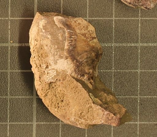 Hoploscaphites nicolletii