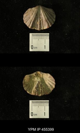 Platystrophia clarksvillensis