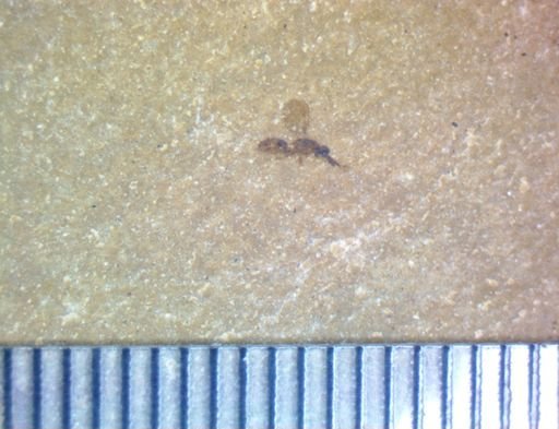 undet. Neuroptera