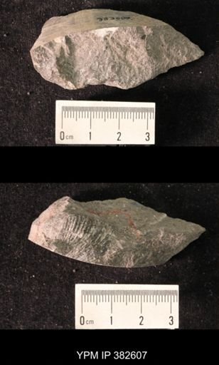 Spirifer cameratus
