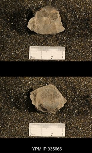 Linoproductus cora