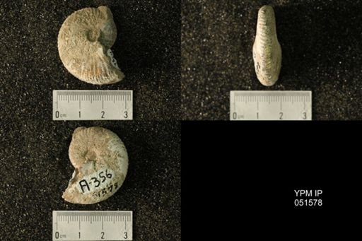 Hoploscaphites nicolletii