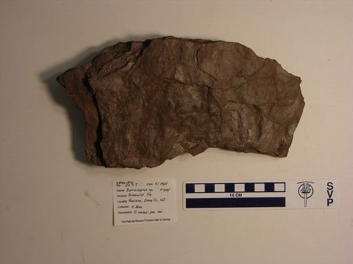 Batrachopus sp.
