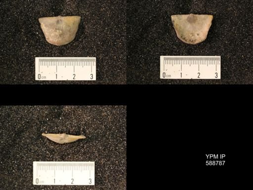 Strophomena planumbona