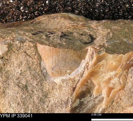 undet. Bivalvia