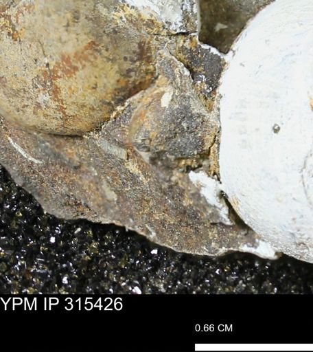 undet. Mollusca
