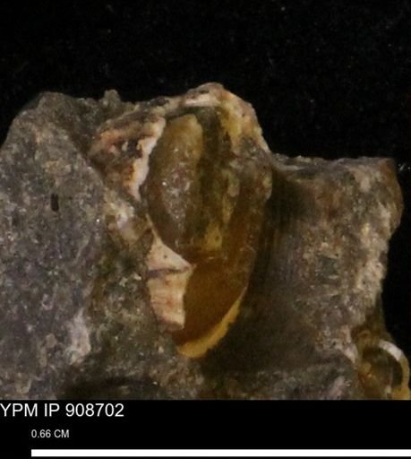 undet. Turritellidae