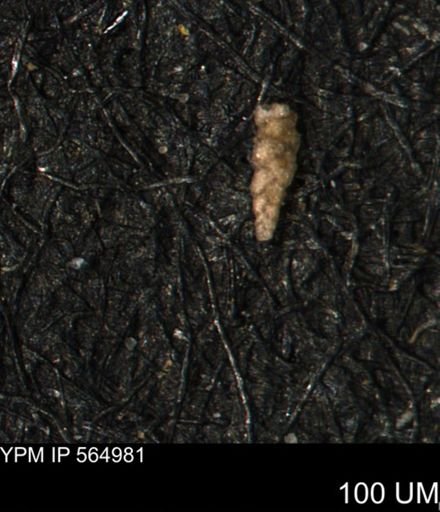 Verneuilinoides kansasensis