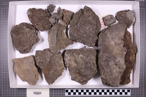 mixed taxa, stratigraphic collection