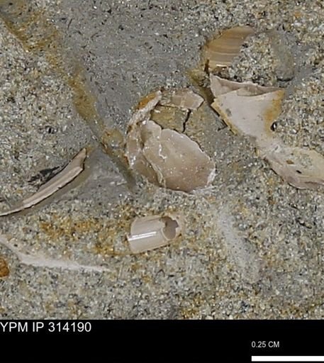 undet. Mollusca
