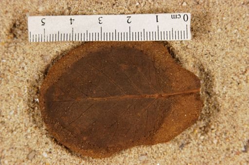 Betulites westii var. lanceolatum