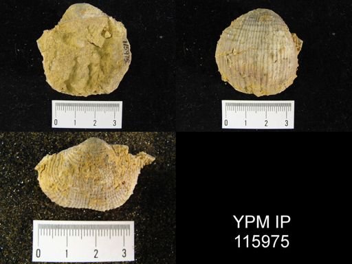 Dictyoclostus welleri