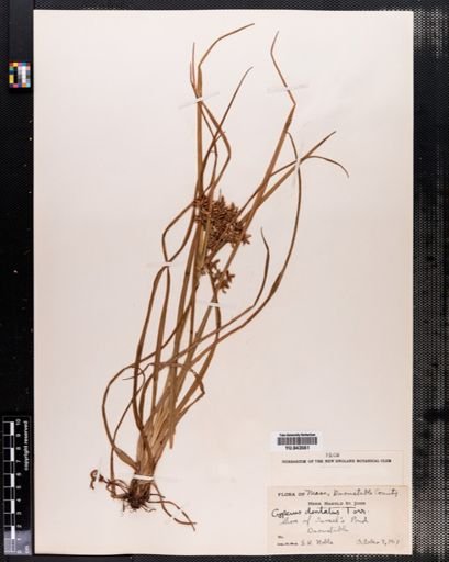 Cyperus dentatus