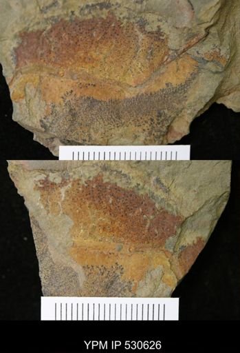 undet. Trilobita