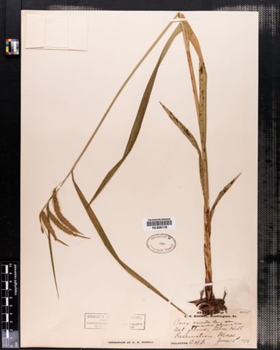 Plantae