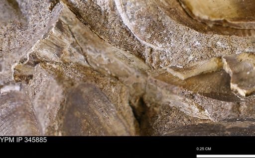 undet. Bivalvia