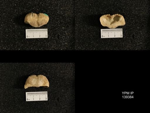 Productus (Dictyoclostus) sp.