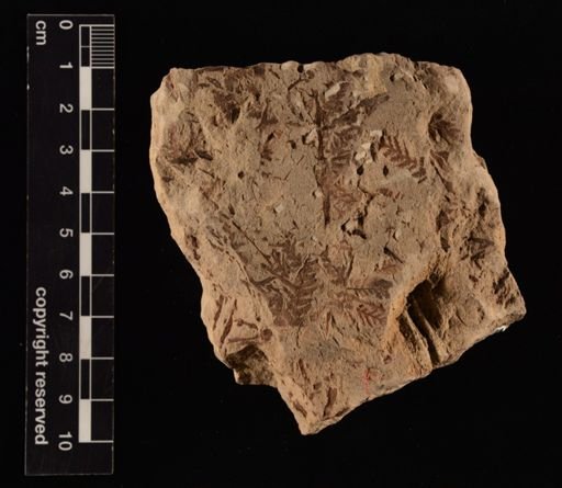Cladophlebis sp.