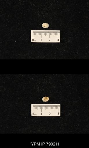 Derbyia sp.