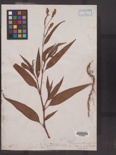 Polygonum pensylvanicum
