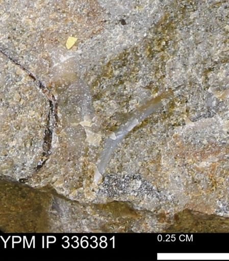 undet. Mollusca