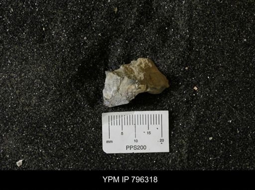 Inoceramus barabini