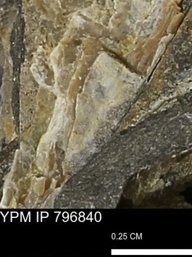 Mollusca