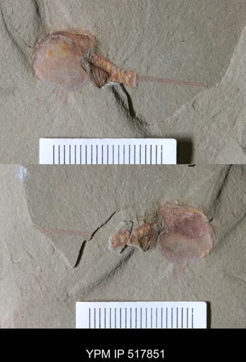 undet. Xiphosurida