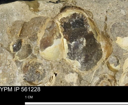 undet. Gastropoda