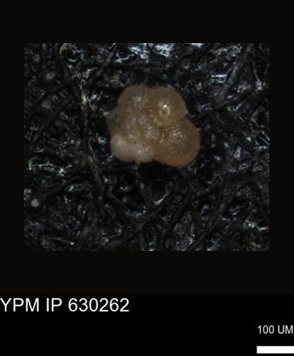 undet. Foraminiferida