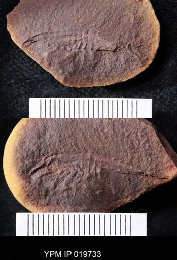 Palaeocaris typus