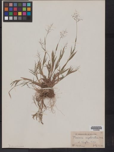 Panicum implicatum
