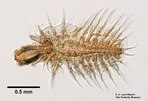Polynoidae