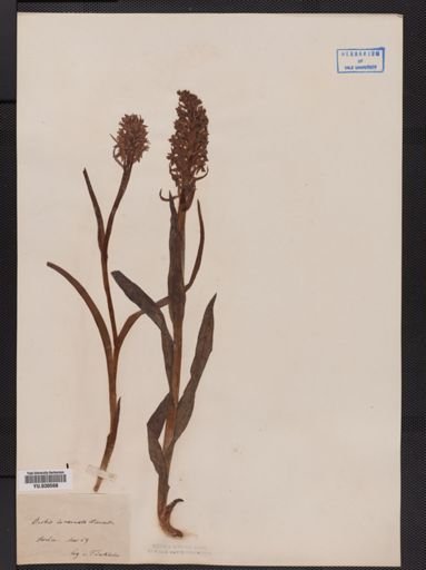Orchis