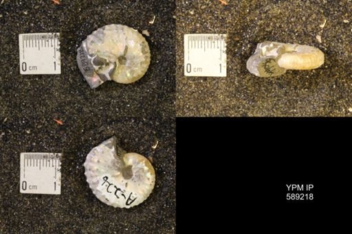 Discoscaphites conradi
