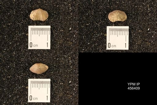 Platystrophia sp.