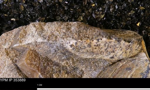undet. Bivalvia
