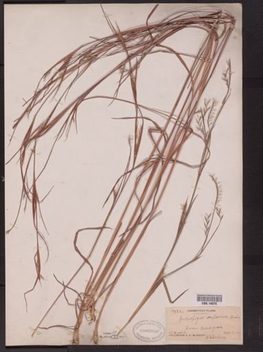 Schizachyrium scoparium